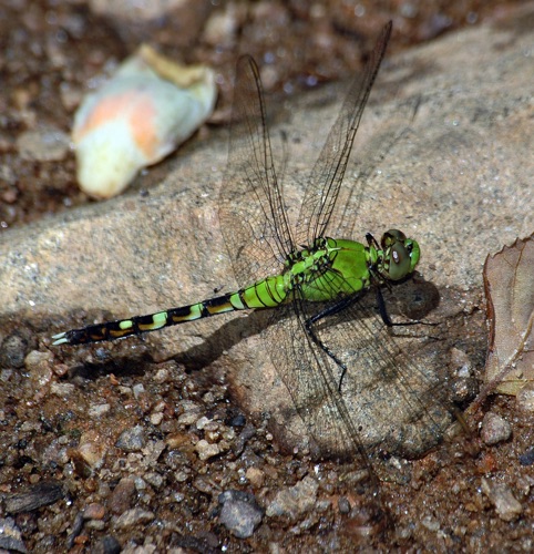 Male, immature
2006_05_12_Morgan